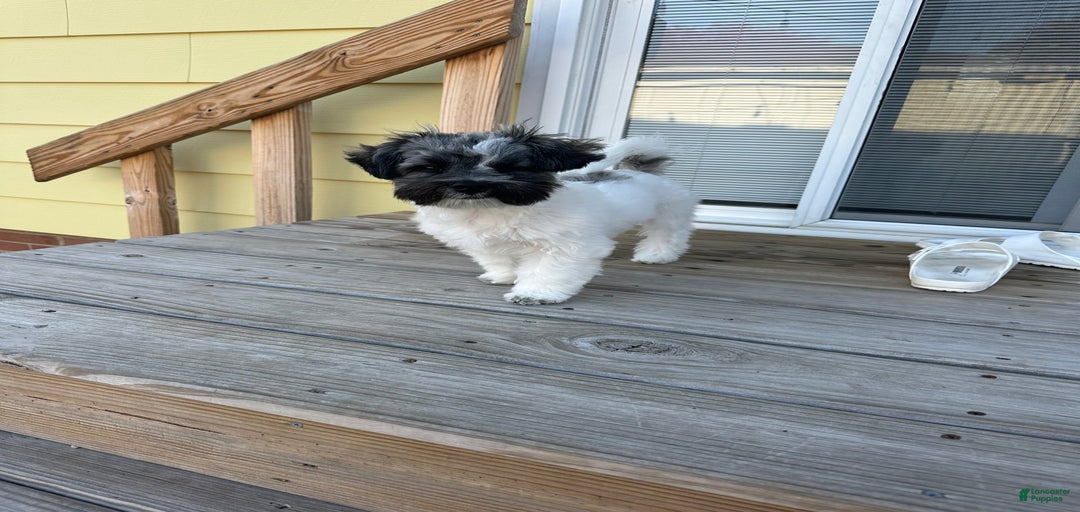 Gallery Image {{count}}