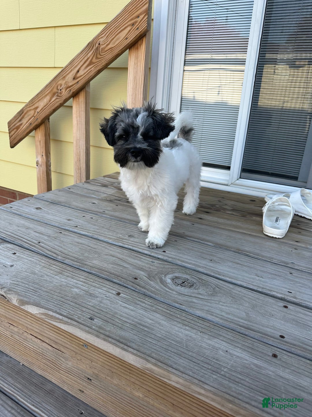 Gallery Image {{count}}