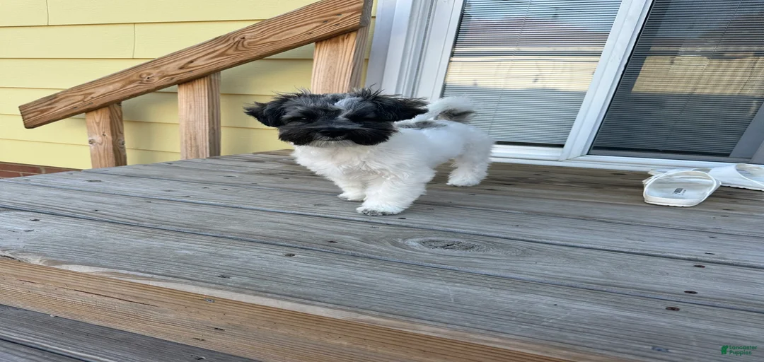 Gallery Image {{count}}