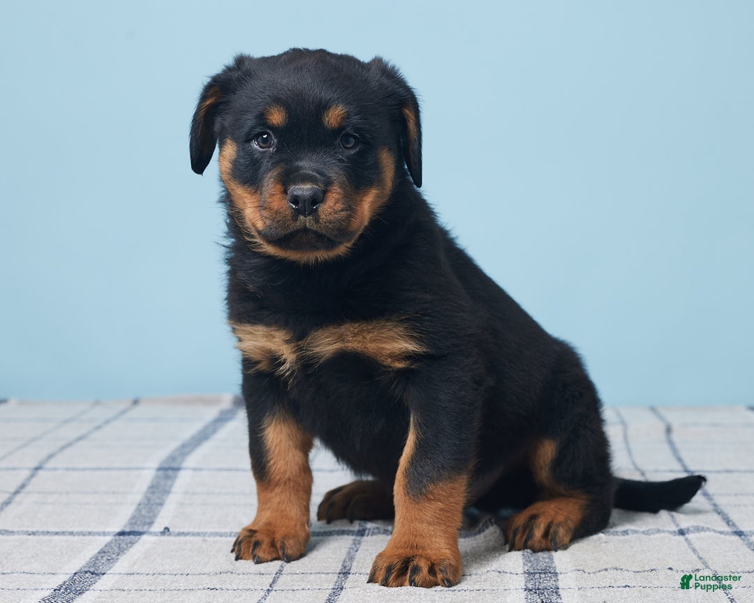 Rottweiler dogs for sale: Mason - Ad 2