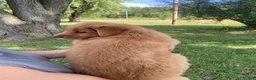 Golden Retriever dogs for sale: Max - Ad 3
