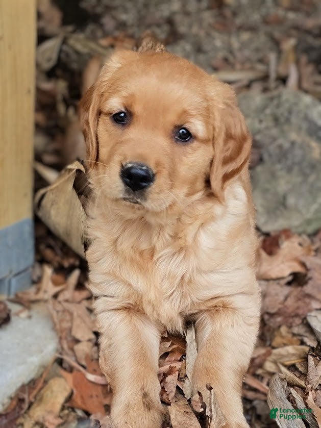 Golden Retriever dogs Pebbles - Ad 2