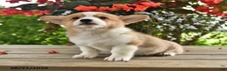 Welsh Corgi Pembroke dogs for sale: Anna - Ad 4