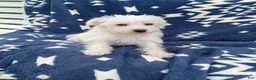 Miniature Schnauzer dogs for sale: AkcMilo - Ad 3