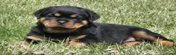 Rottweiler dogs for sale: Mr Big Bro - Ad 7