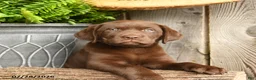 Labrador Retriever dogs for sale: Willow - Ad 4