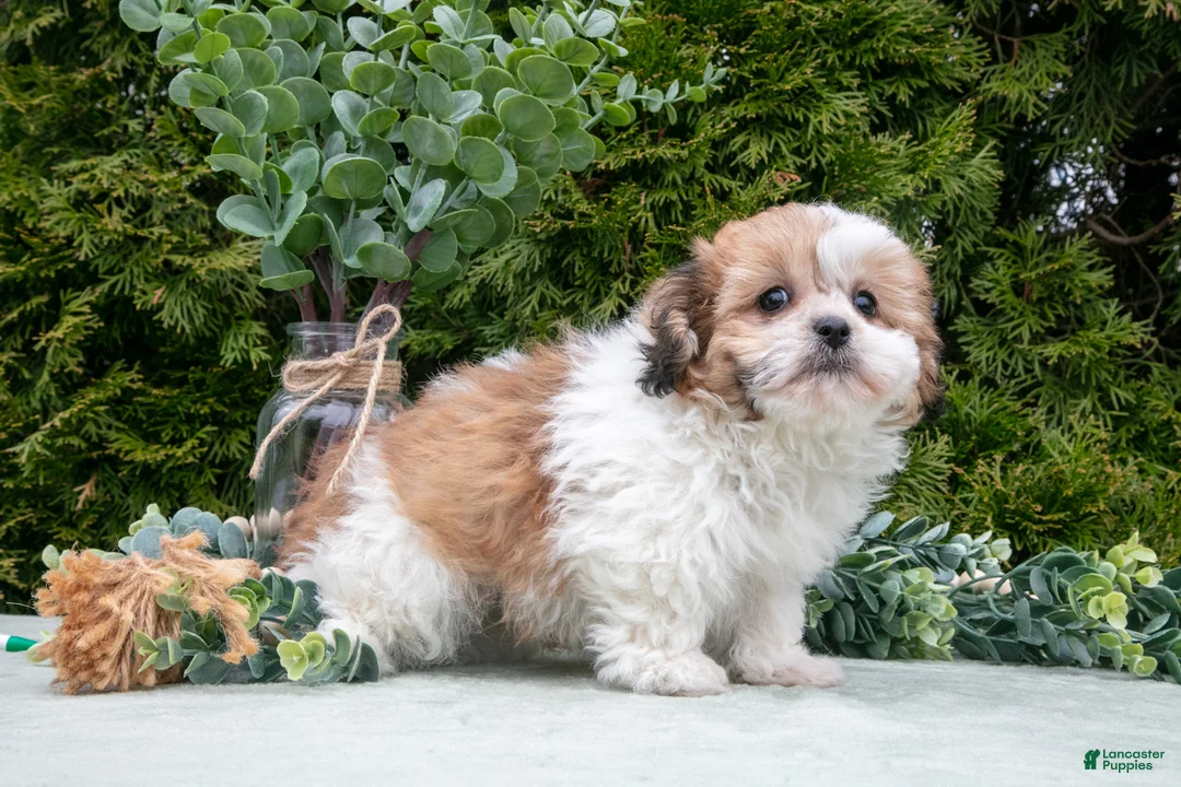 Teddy Bear dogs for sale: Dipper - Ad 3