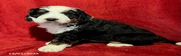 Mini Bernedoodle dogs for sale: Gunner - Ad 3