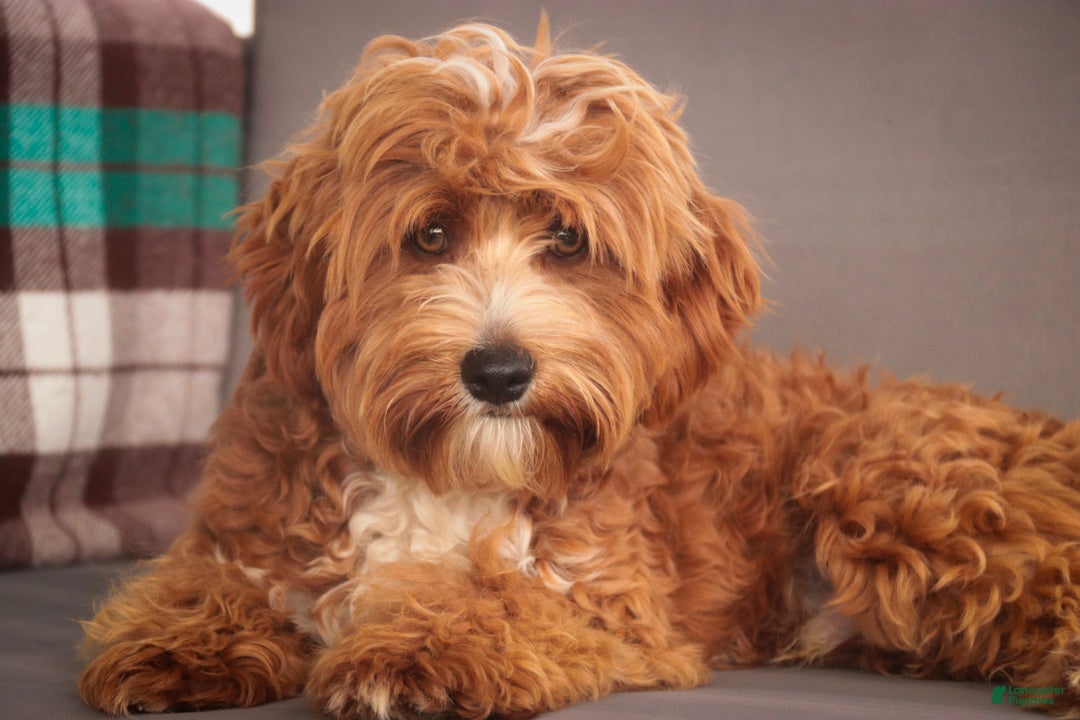 Cavapoo dogs Herbie - Ad 1