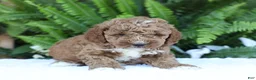 Mini Goldendoodle dogs for sale: Dusty - Ad 4