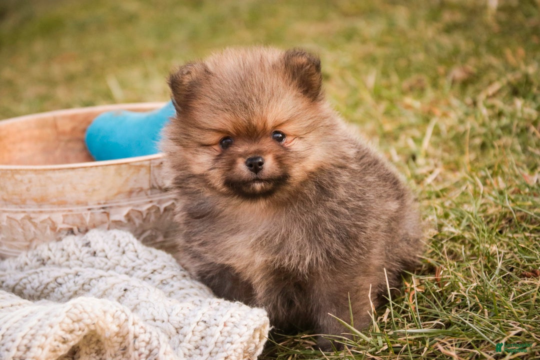 Pomeranian dogs for sale: Mr. Darcy - Ad 12
