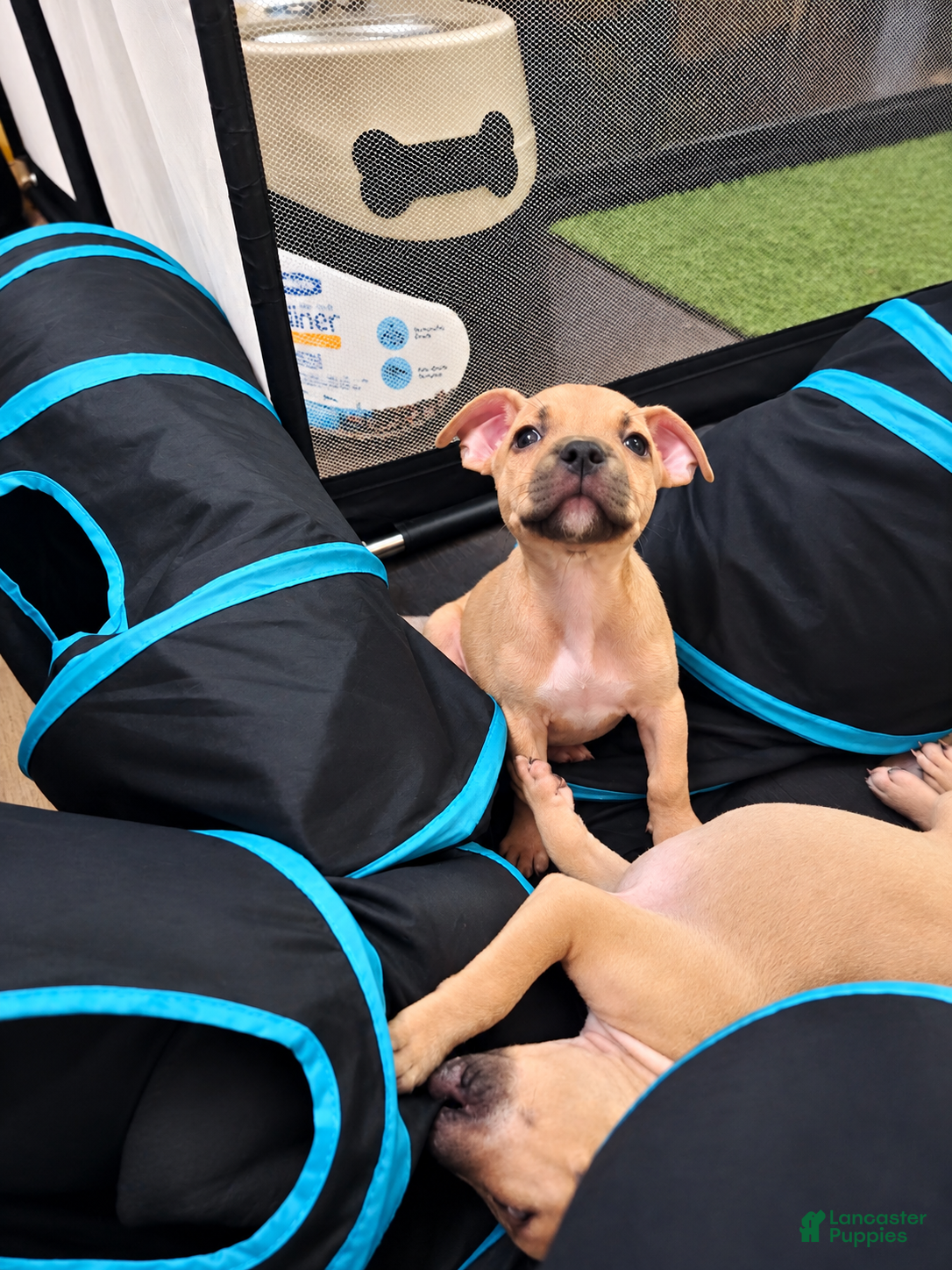 American Bully dogs for sale: Miracle - Ad 5