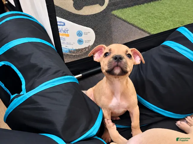 American Bully dogs for sale: Miracle - Ad 5