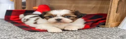 Shih Tzu dogs for sale: Junior - Ad 4