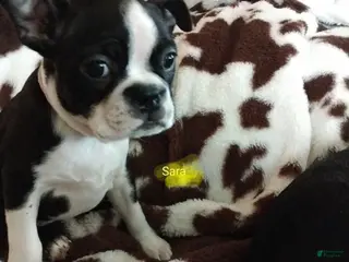 Boston Terrier dogs Boston Terrier Puppy 6 - Ad 39