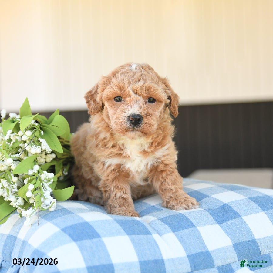 Mini Goldendoodle dogs Lily - Ad 2