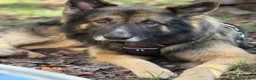 German Shepherd dogs for stud: Long hair german shepherd stud only - Ad 6