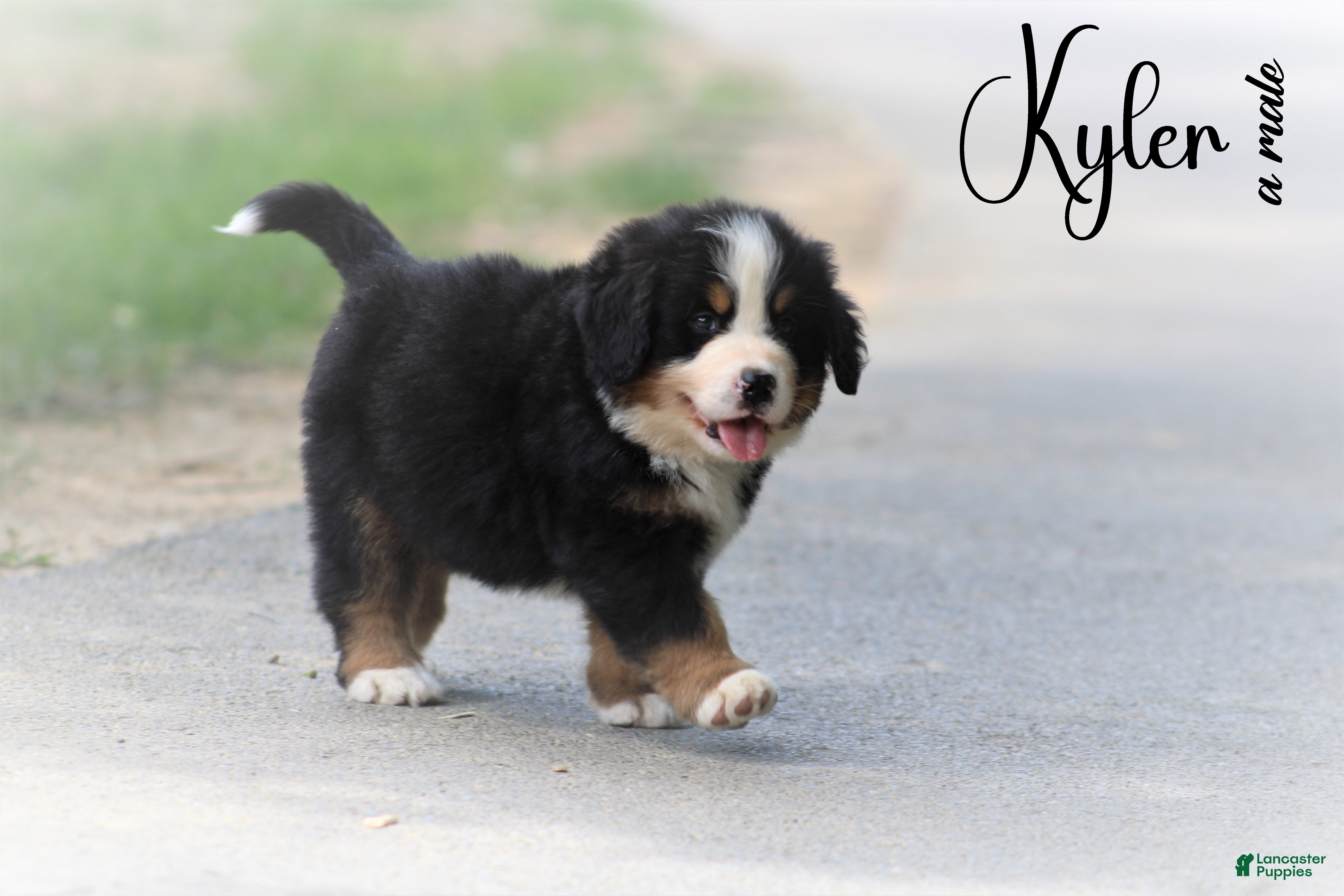 Bernese Mountain Dog dogs Bernese Mountain Dog 4 - Ad 28