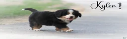 Bernese Mountain Dog dogs for sale: Bernese Mountain Dog 4 - Ad 1