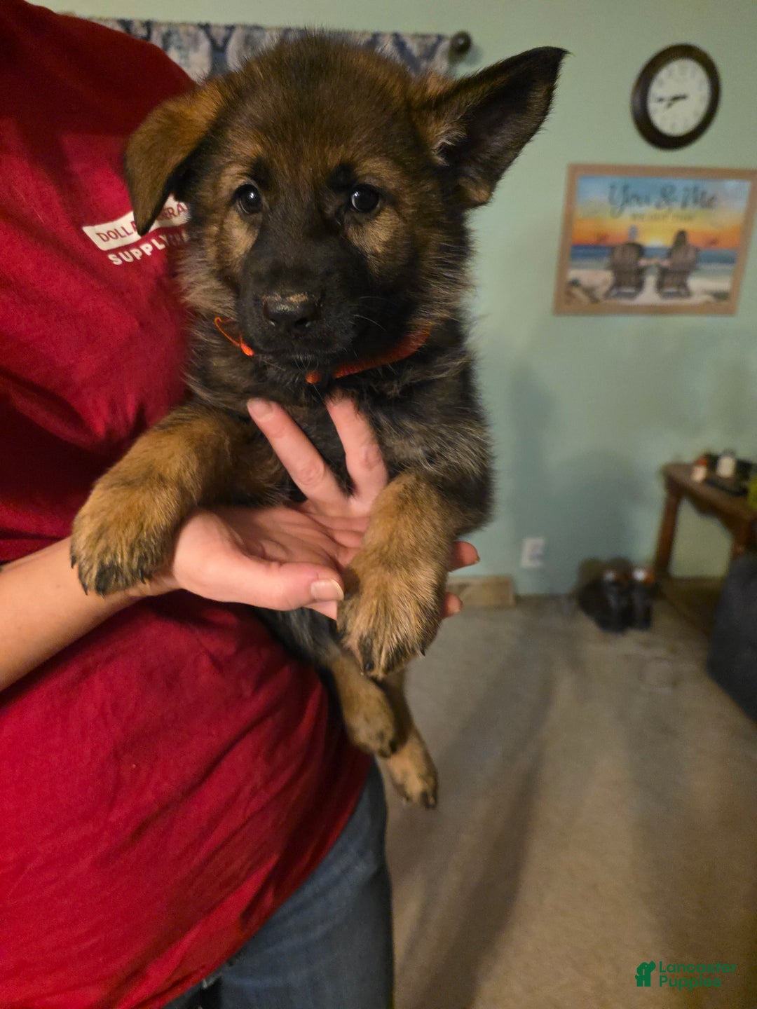 German Shepherd dogs for sale: German Shepherd Puppy 3 - Ad 2
