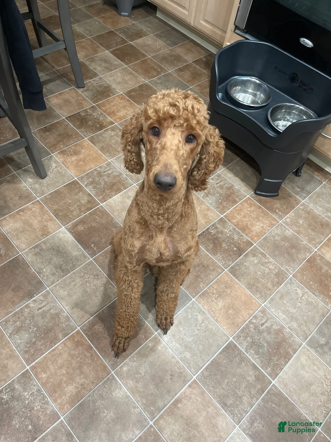 Goldendoodle dogs for sale: Goldendoodle 1 - Ad 2