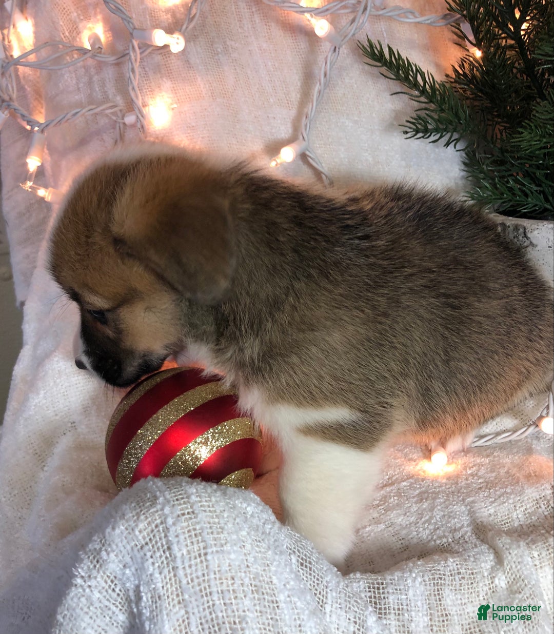 Welsh Corgi Pembroke dogs for sale: Jon - Ad 2