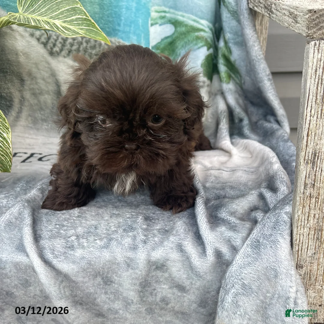 Shih Tzu dogs for sale: Teddy - Ad 9