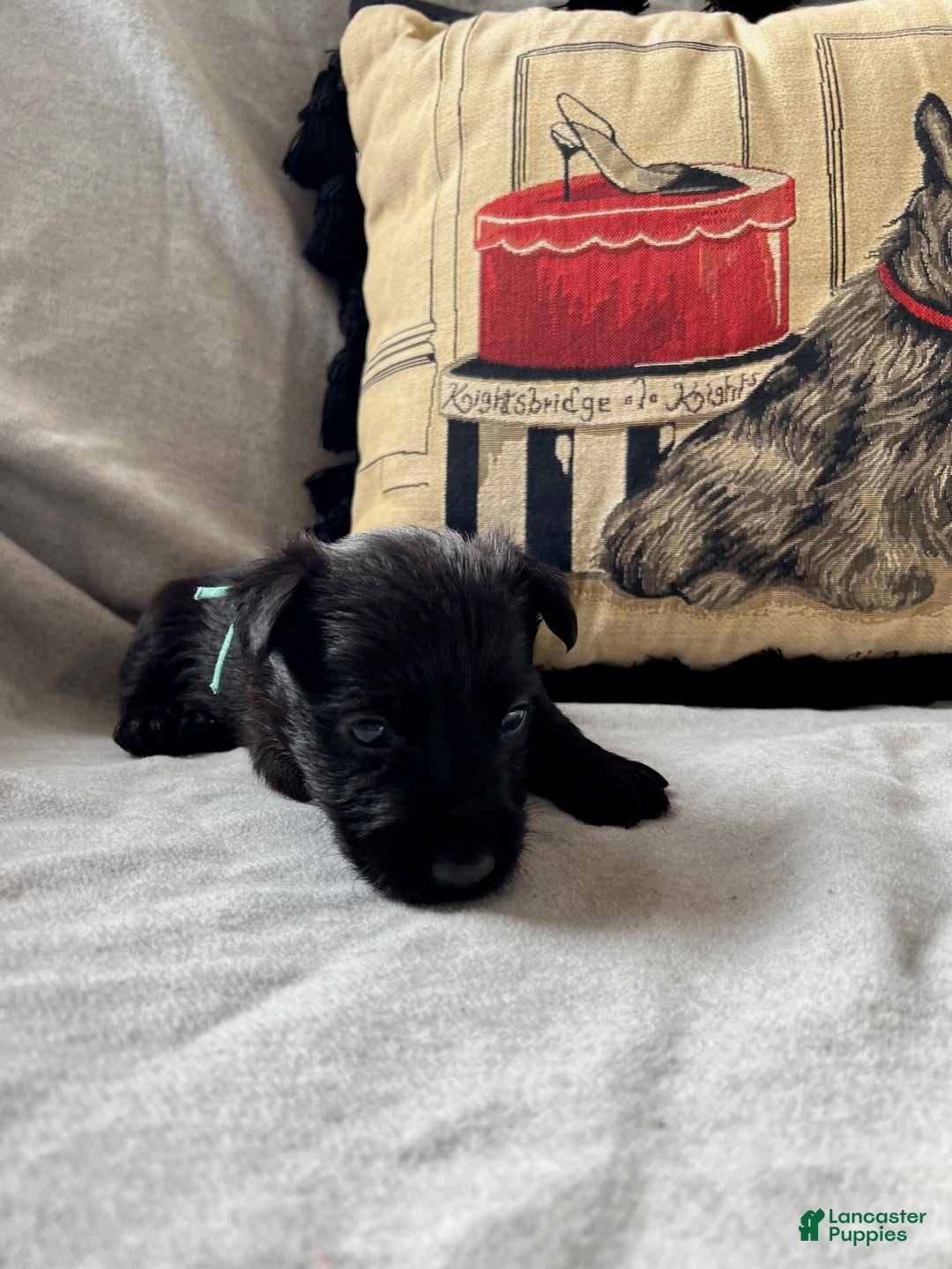 Scottish Terrier dogs for sale: Scottish Terrier Puppy 2 - Ad 4