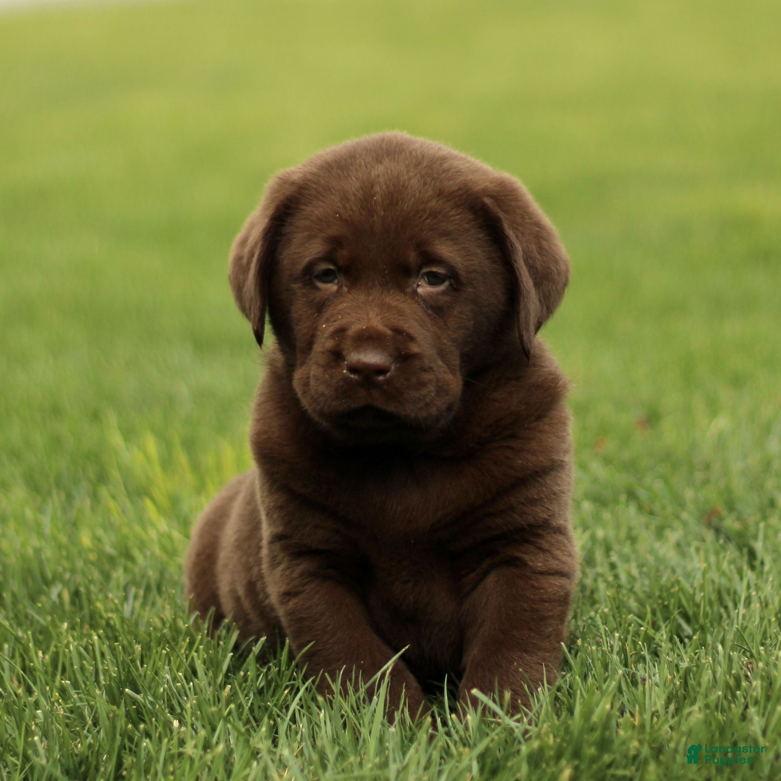 Labrador Retriever dogs Harry  - Ad 1