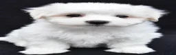 Maltese dogs for sale: Theo - Ad 3