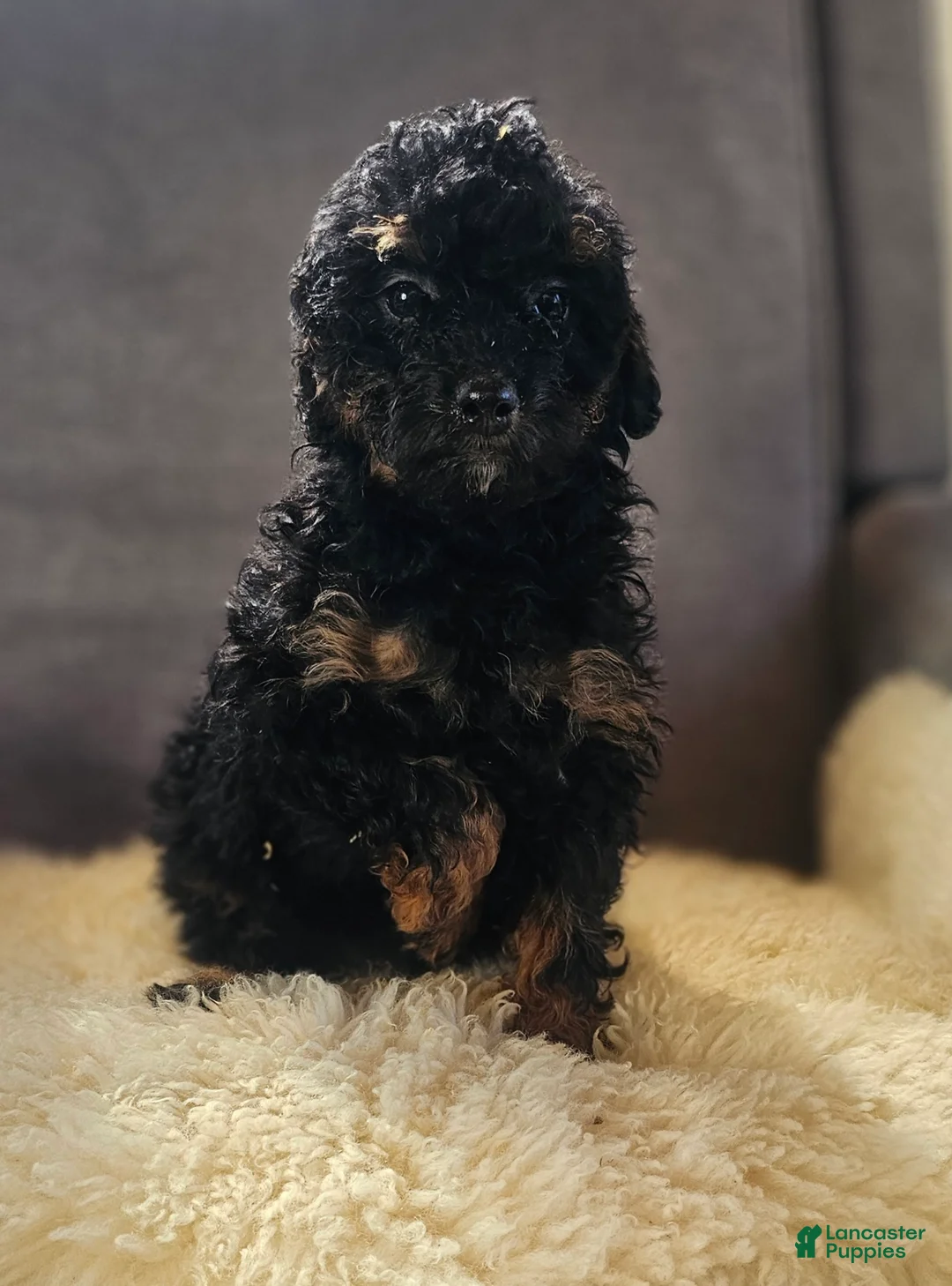 Mini Bernedoodle dogs for sale: Sierra - Ad 4