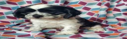 Cocker Spaniel dogs for sale: Hilda - Ad 2