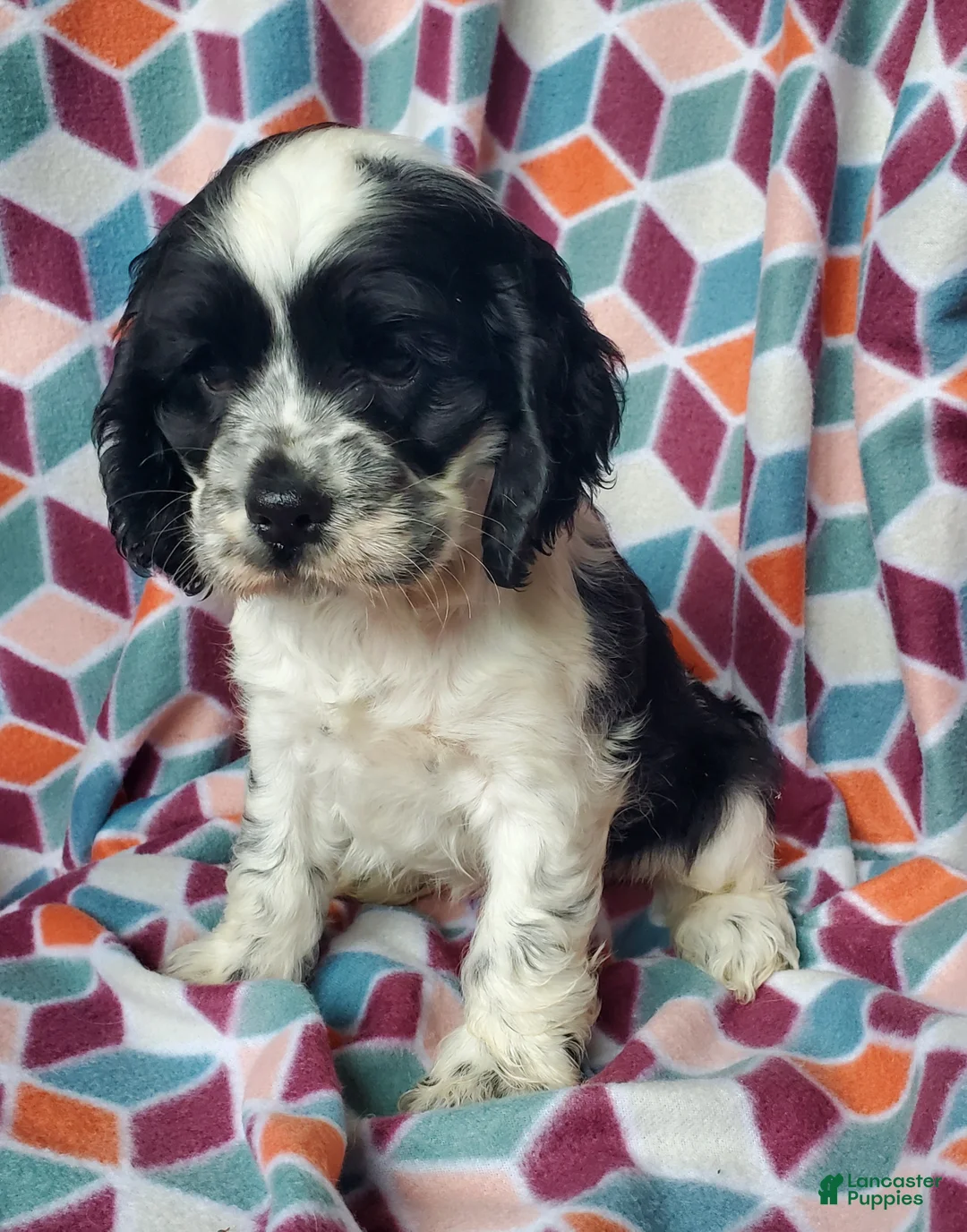 Cocker Spaniel dogs for sale: Hilda - Ad 2