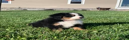 Bernese Mountain Dog dogs for sale: Fern - Ad 7