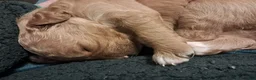 Double Doodle dogs for sale: Hazel - Ad 2