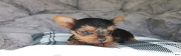 Yorkshire Terrier dogs for sale: Max  - Ad 5