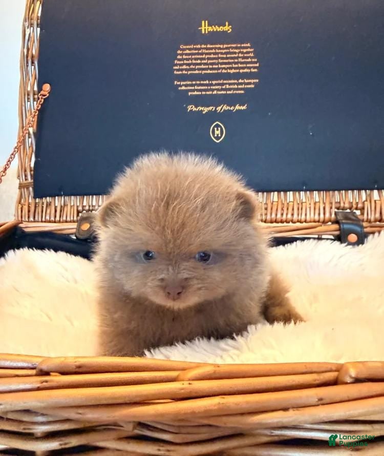 Pomeranian dogs Kayla - Ad 34