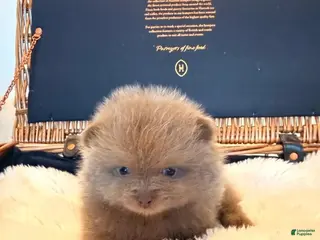 Pomeranian dogs Kayla - Ad 34