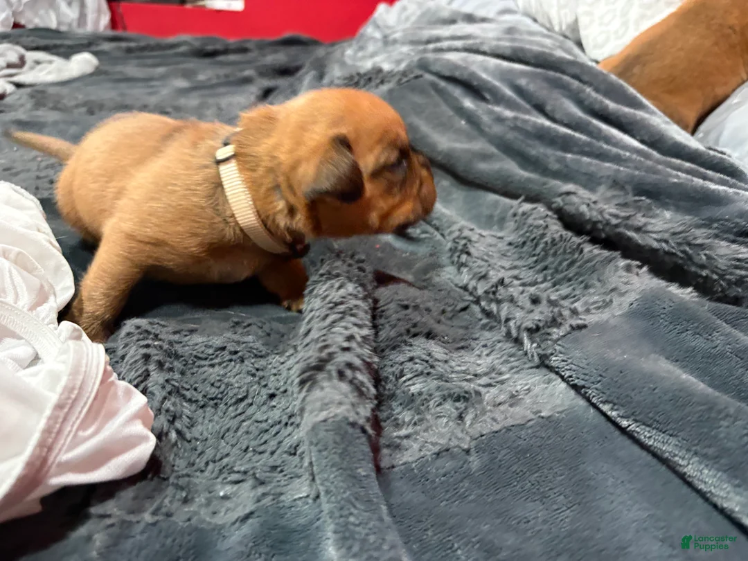 Dogue De Bordeaux dogs for sale: Dogue De Bordeaux Puppy 2 - Ad 2