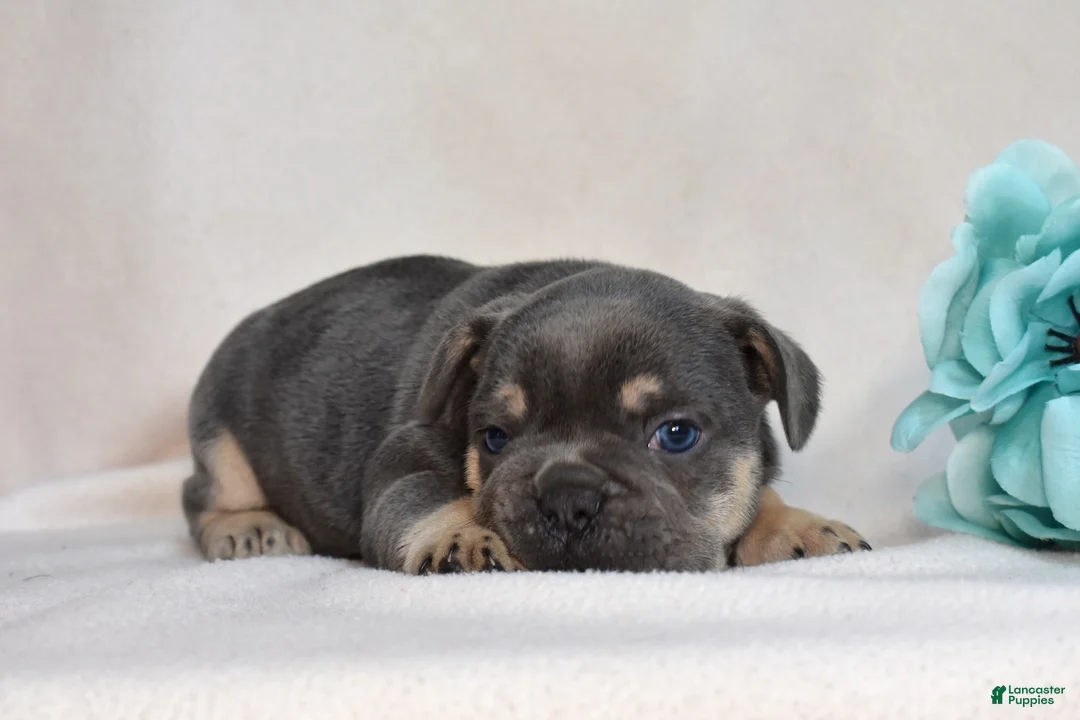 French Bulldog dogs for sale: Ranger  - Ad 2