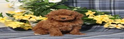 Miniature Poodle dogs for sale: Nelson - Ad 3