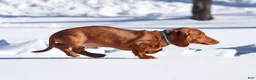 Dachshund dogs for sale: Harry - Ad 3