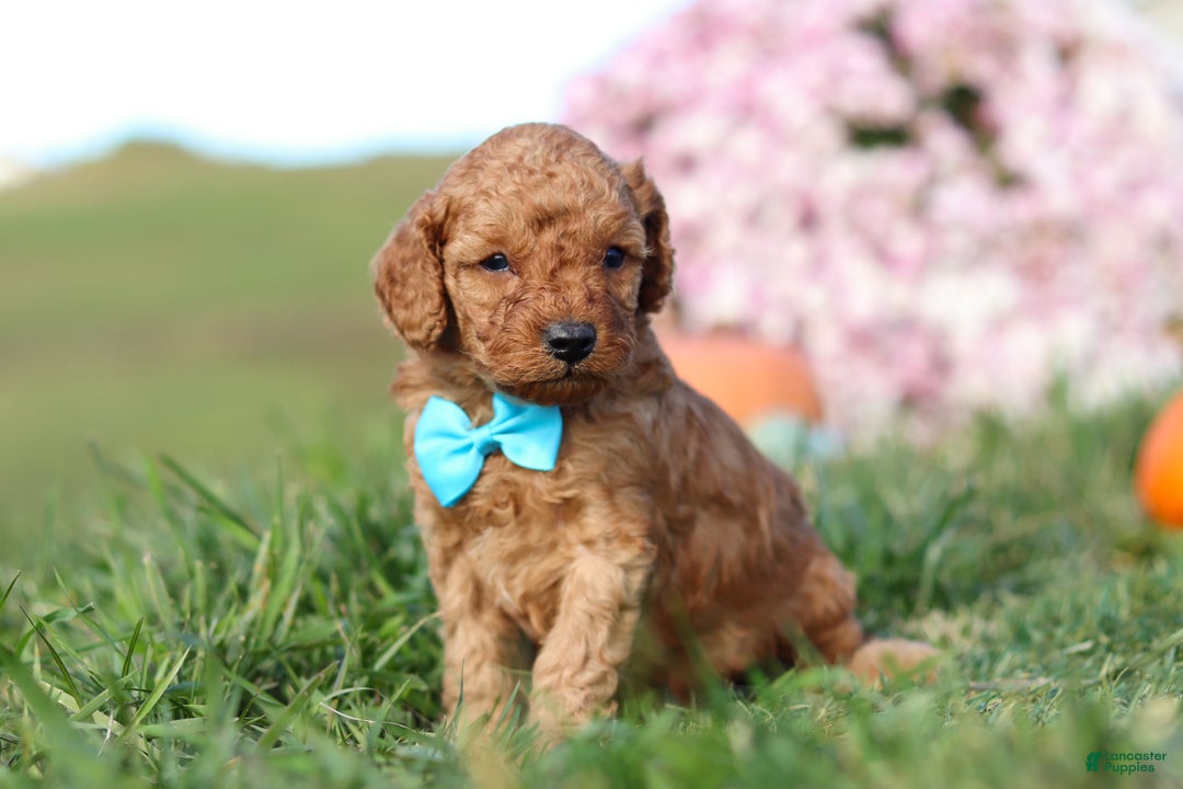 Cavapoo dogs for sale: Baxter - Ad 2