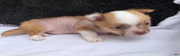 Mixed Breed dogs for sale: Little Henry  - Ad 16