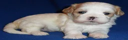 Shihpoo dogs for sale: Ripley - Ad 2
