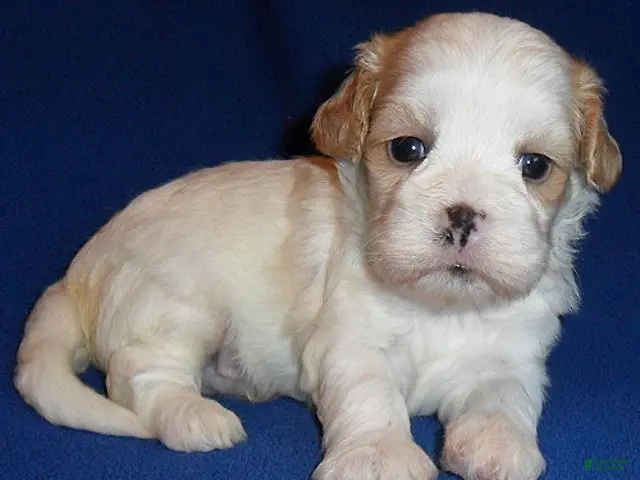Shihpoo dogs Ripley - Ad 2