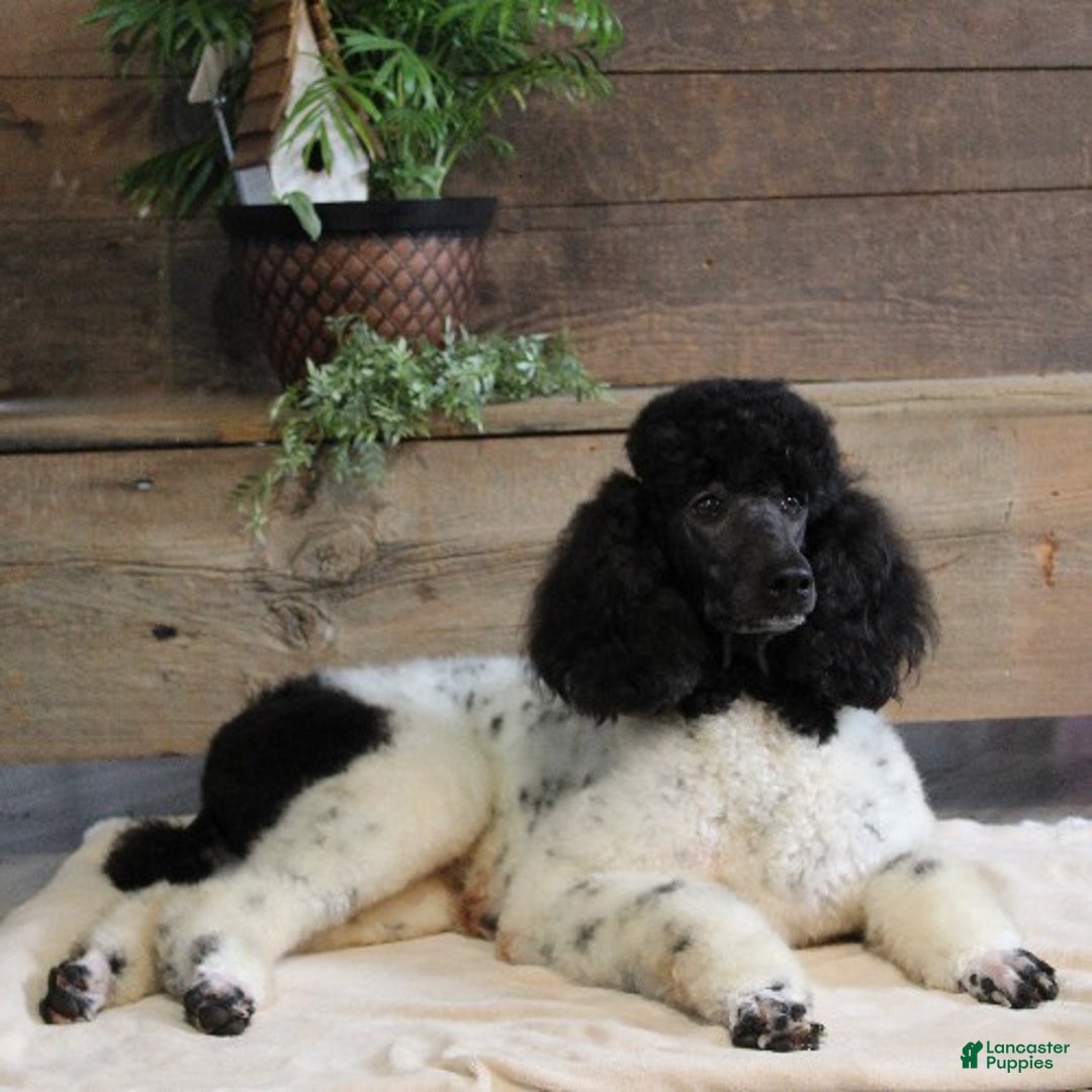 Standard Poodle dogs for sale: Felicity - Ad 4