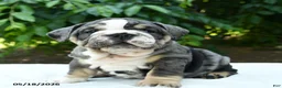 English Bulldog dogs for sale: Squatch - Ad 1