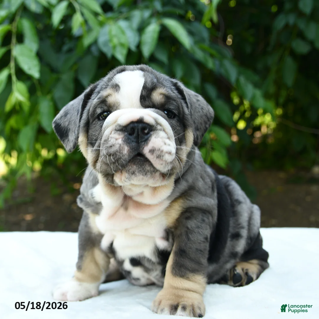 English Bulldog dogs for sale: Squatch - Ad 1
