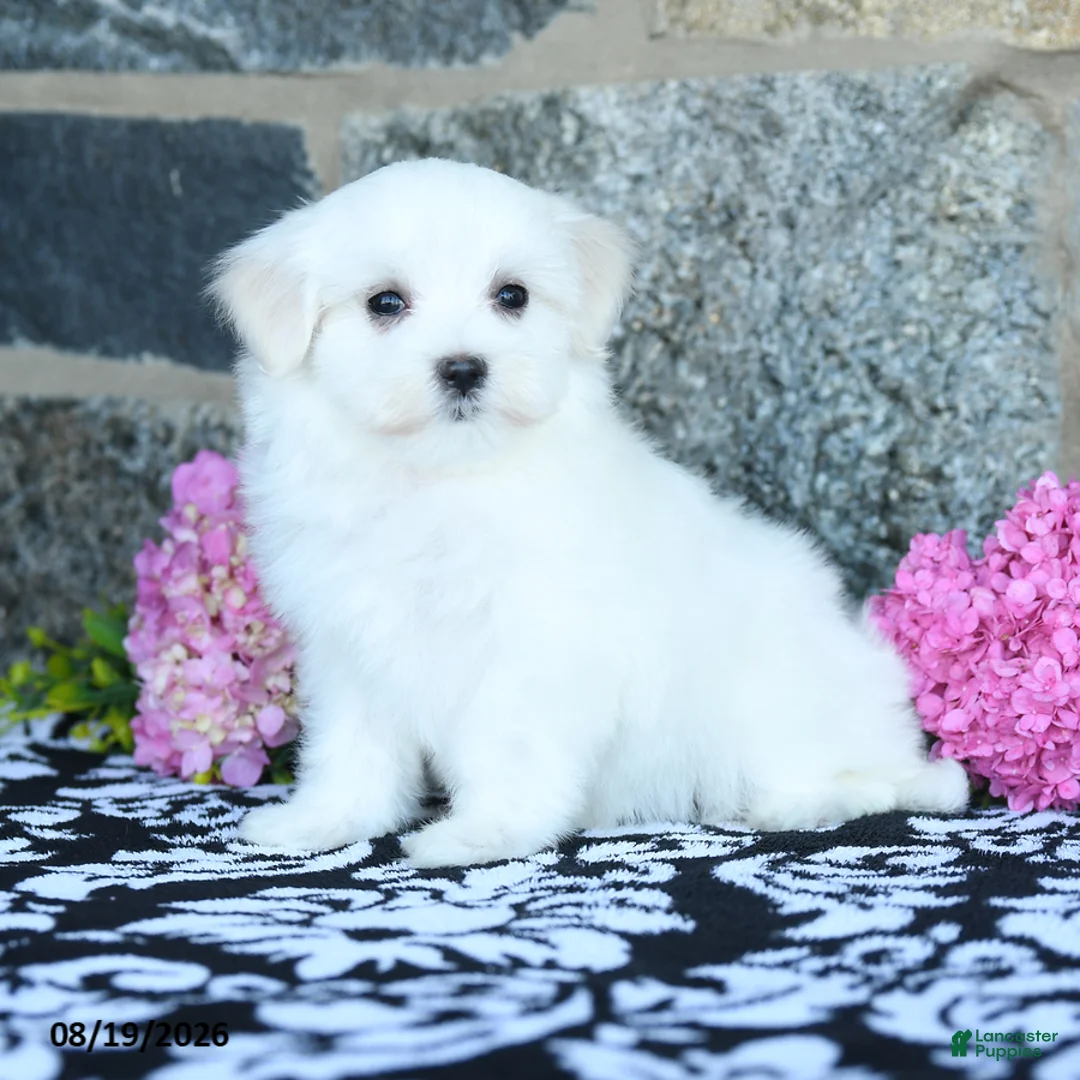 Maltese dogs for sale: Snowflake - Ad 1